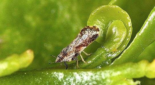 Golfrise Insect New Technology Discovered to Fight Citrus Greening | Earth And The ...