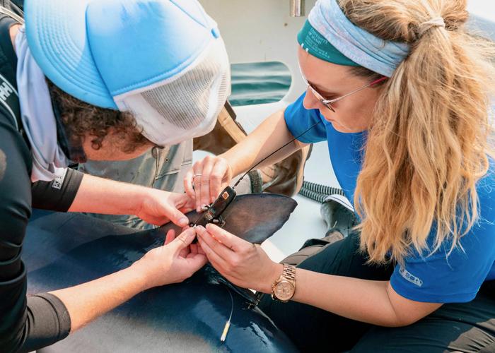 Tagged Sharks Boost Ocean Climate Forecast Accuracy