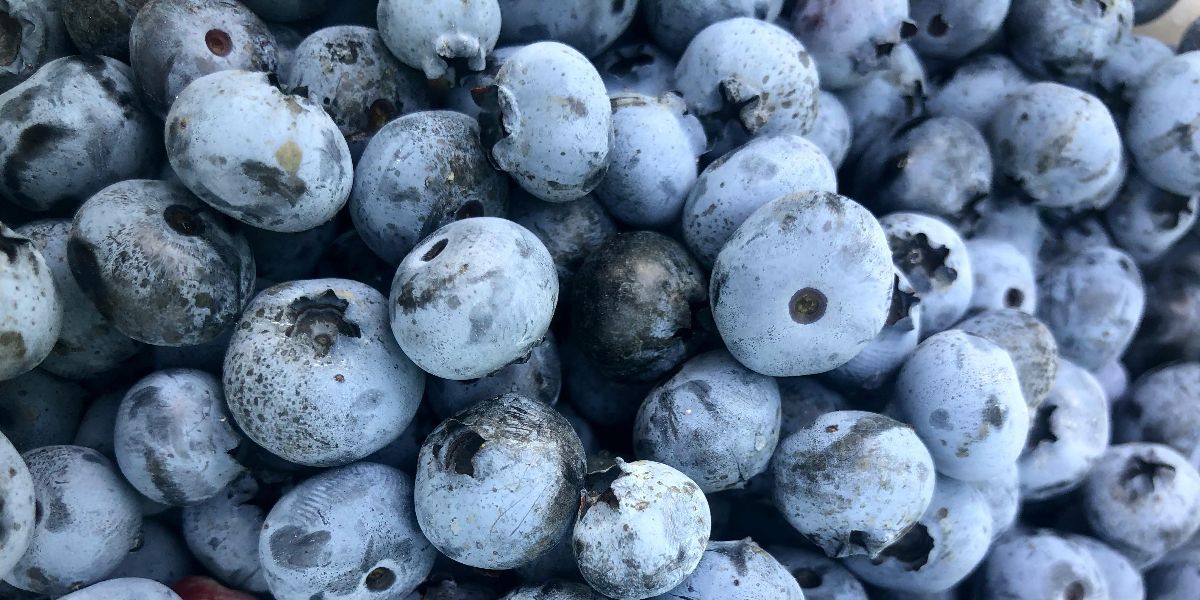 Wild Blueberries Improve Vascular and Cardiometabolic Health