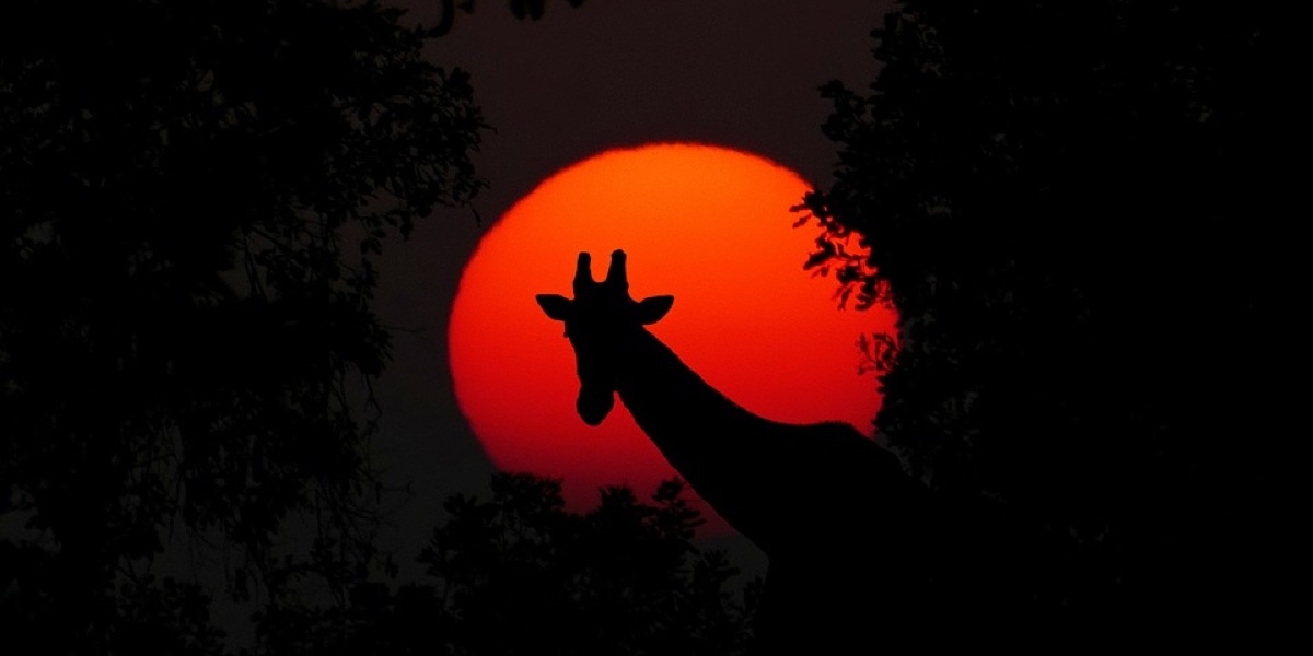 Two Giraffes Killed by Lightning Strike in Florida Plants And Animals