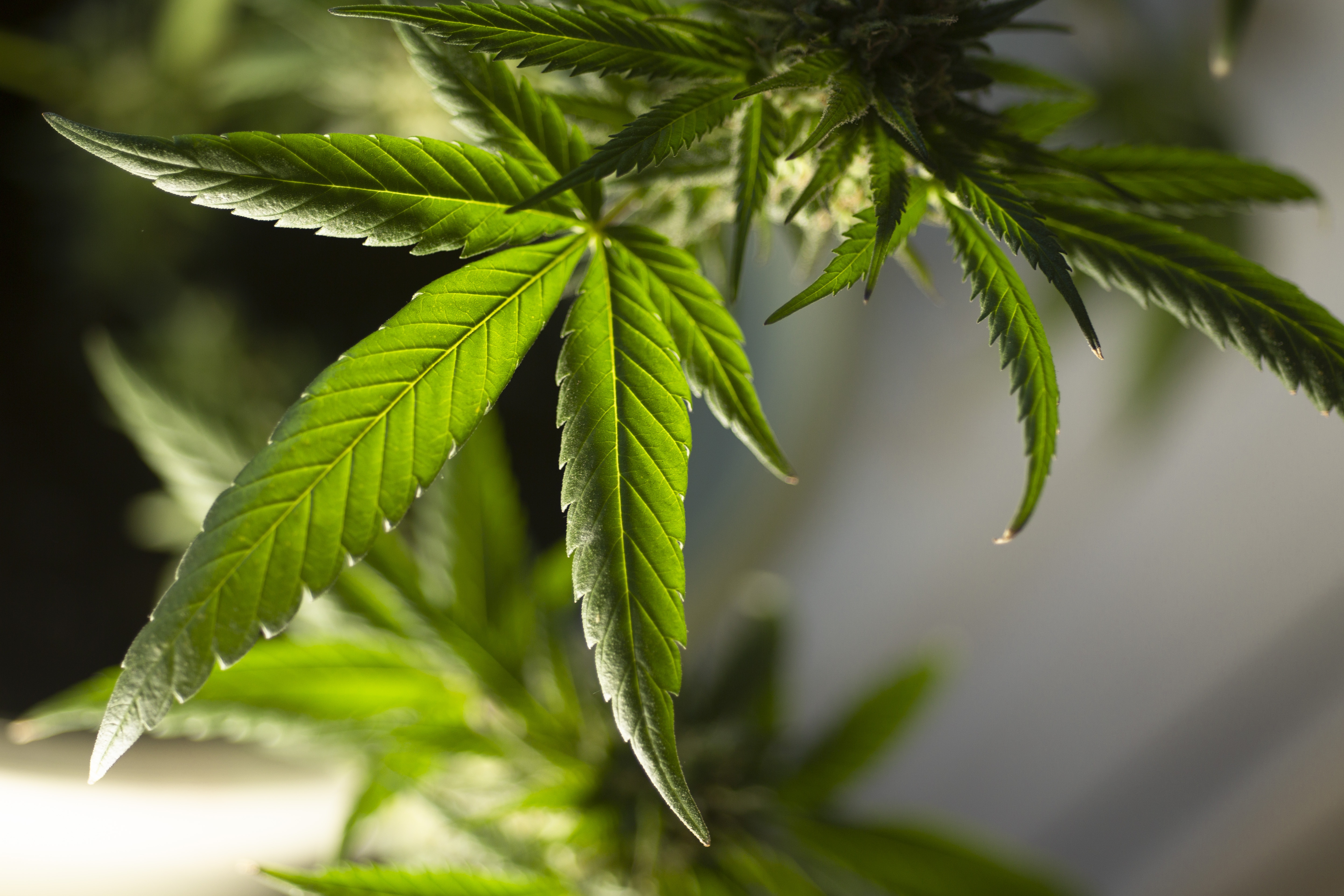 Marijuana tied to weight loss in new Fed study