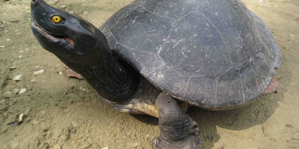 20 Critically Endangered Royal Turtles Have Been Released Into the Wild ...