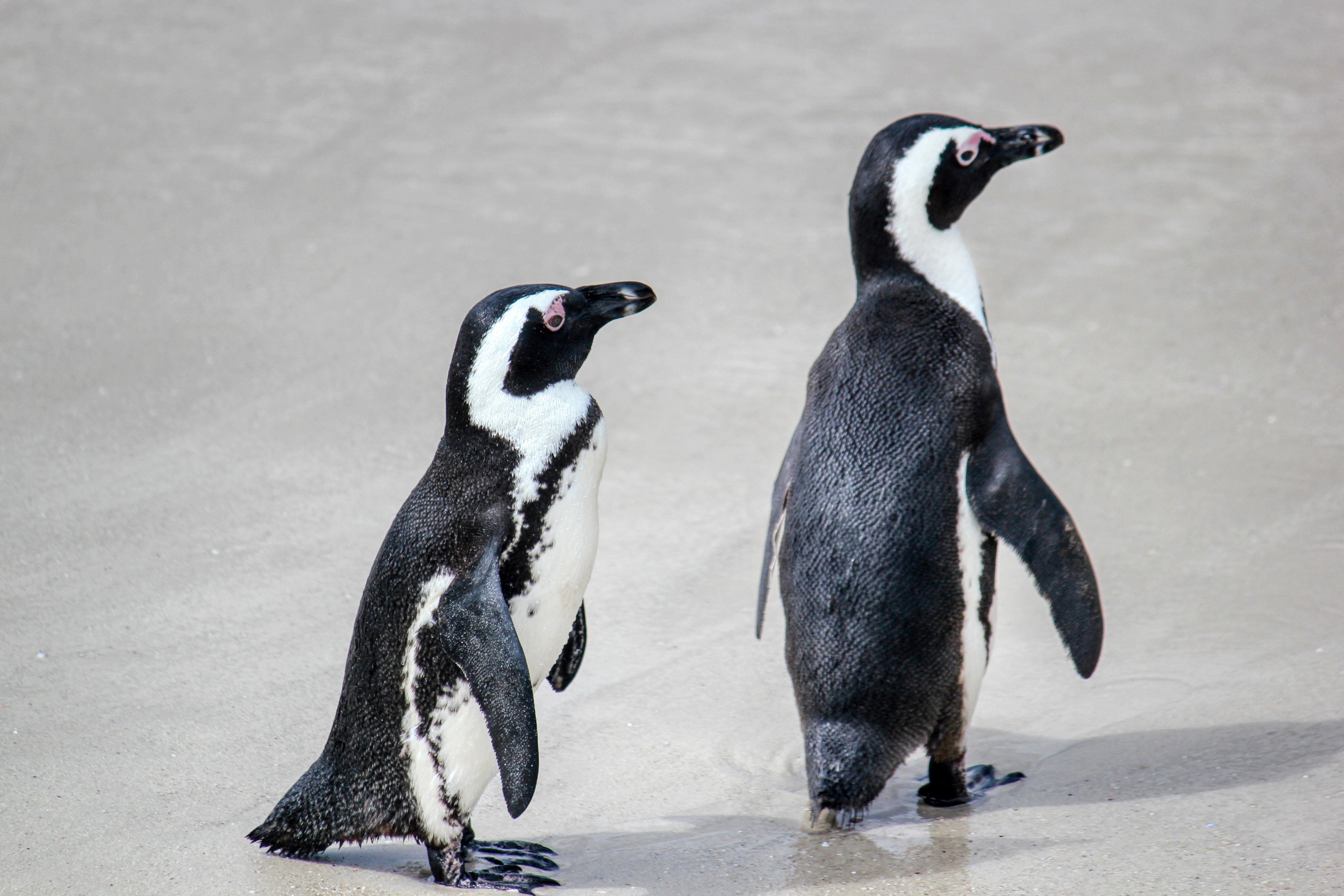 Green Algae Fueled by Penguin Poop Accelerates Antarctic Melt