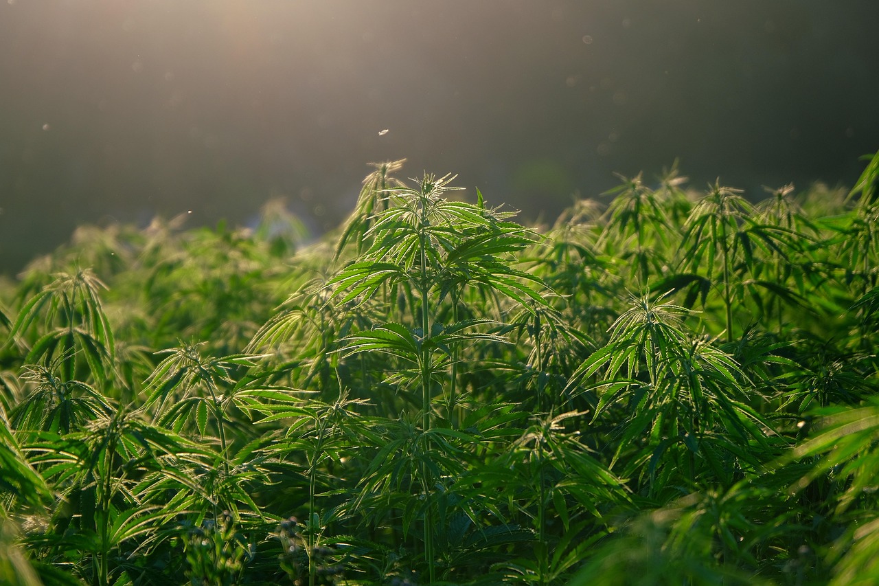 How Cannabis Impacts Sales of Other Products