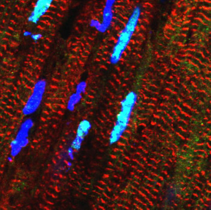Scientists Reveal a Novel Layer of Gene Regulation in the Heart