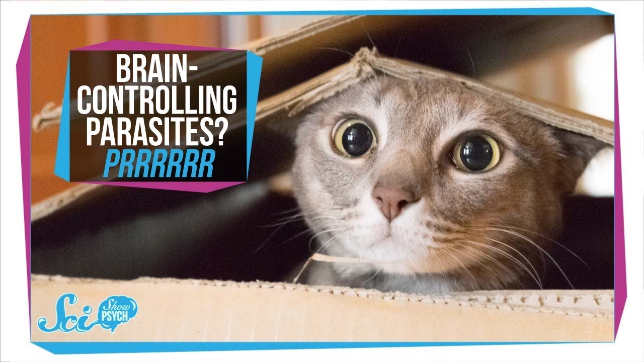 Sneaky Parasite Uses Cats to Infect Human Brains Videos