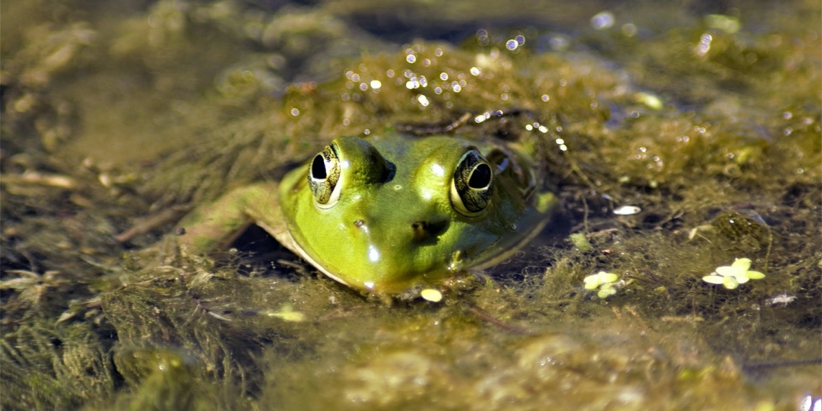 A Bullfrog's Extensive Diet May Surprise You Plants And Animals