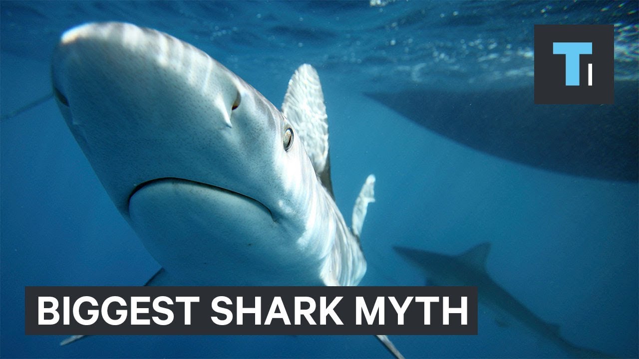 Are Sharks Actually Man-Eaters? | Videos