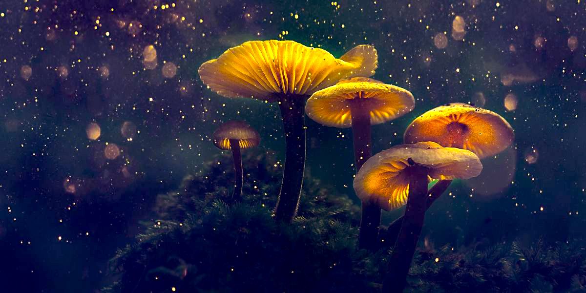 magic mushrooms online 