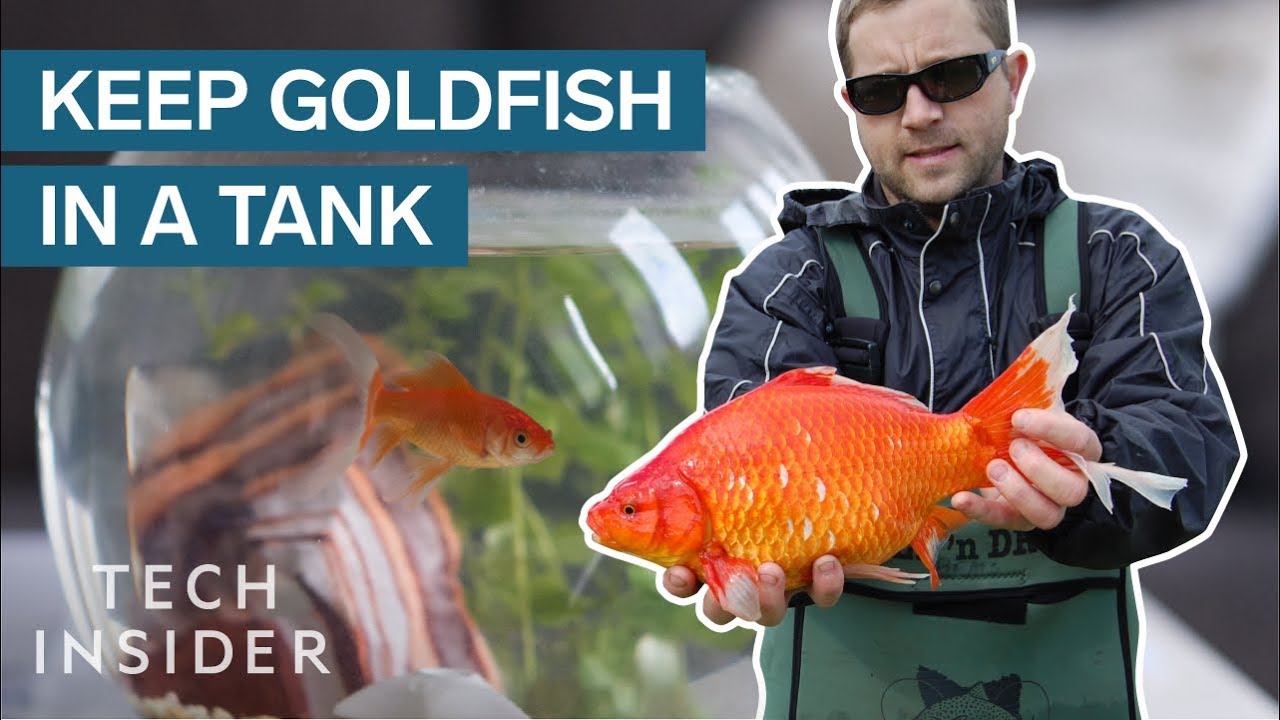 Here's Why You Should Keep Your Pet Goldfish in a Tank Videos