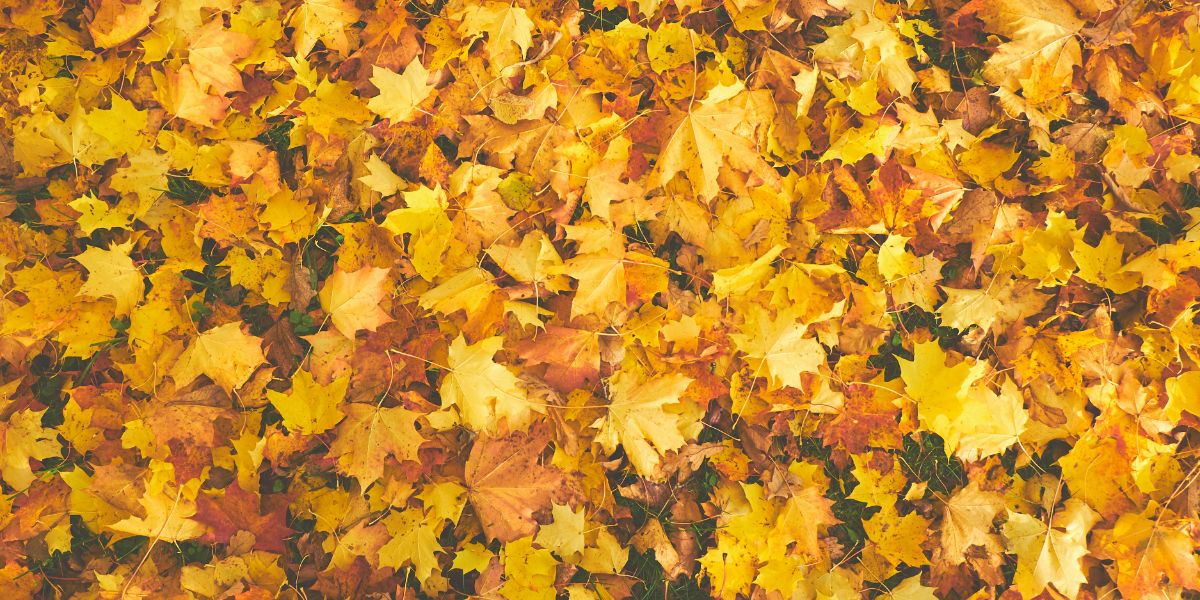 Moral Values Change with the Season in America | Neuroscience