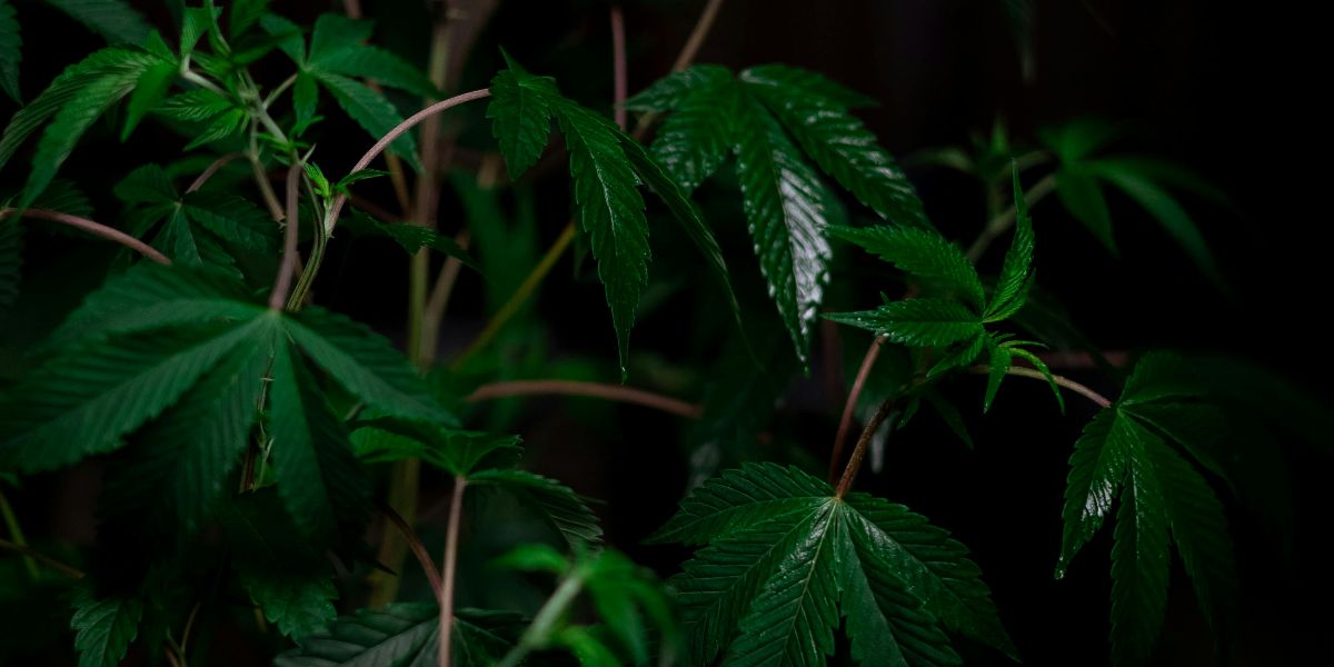 Teen Cannabis Linked to Double Risk of Psychotic Disorders