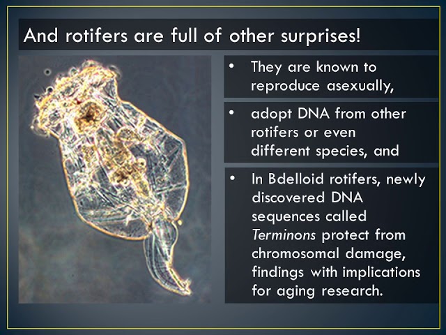 Rotifers: A Potential Model Organism | Videos