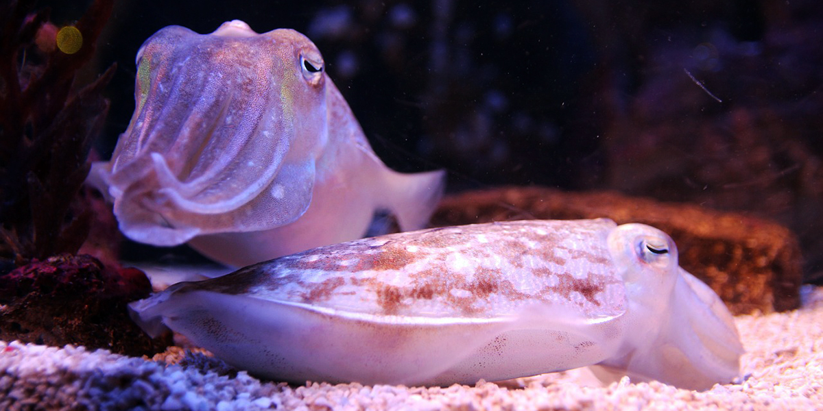 Does Cuttlefish Ink Hold a Cure for Cancer? Health And Medicine