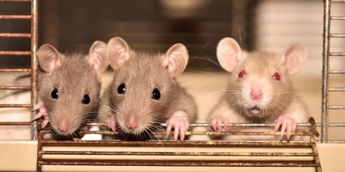 Like Humans, Rats Help Friends Before Strangers Neuroscience