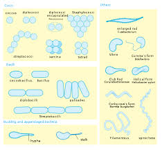 Schaalia Radingae Cell Morphology | Webinars