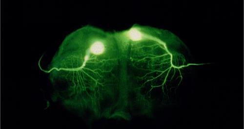 Neuroethology Content Tag