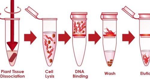 Extracting Cells Extraction | | Content Tag