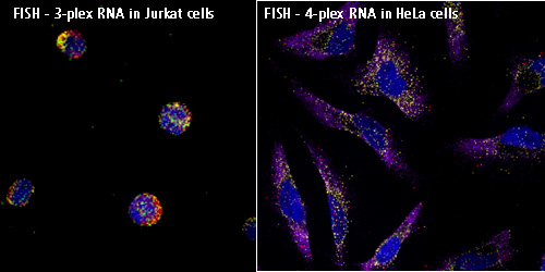 RNA FISH | | Content Tag