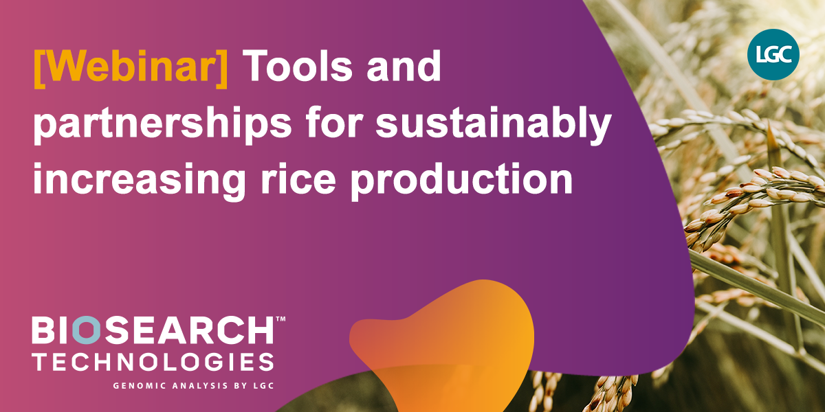 Tools and partnerships for sustainably increasing rice production
