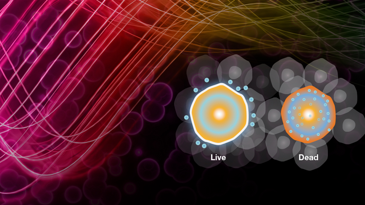 New fixable viability dyes and applications for flow cytometry